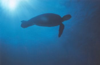 Turtle on Doodles, Ponta  by Angie Kozlowski 